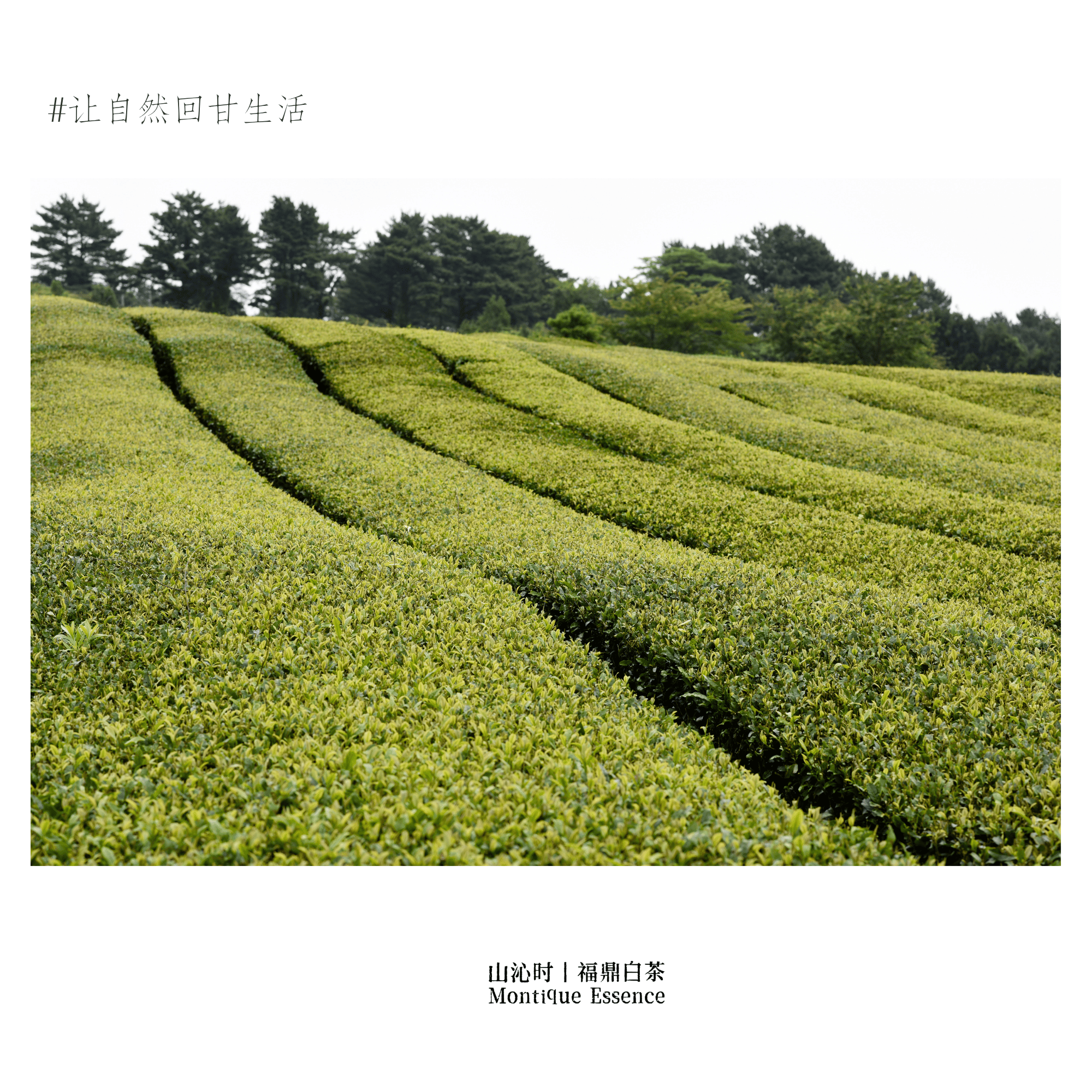 政和高山茶园